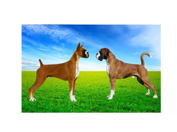 docking tails dog cropped ears dogs docked guys fight stop boxer perceive straight dock